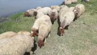 راعي الأغنام  يرعا  على نهر الفرات 