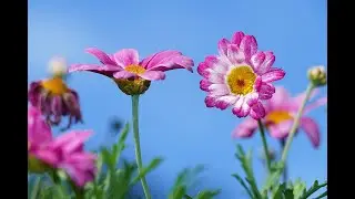Calm Meditation - 11 Minutes of pure relaxation - 435 hz