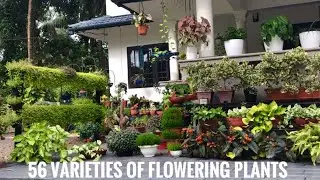 56 VARITIES OF FLOWERING PLANTS IN MY GARDEN |എന്റെ പൂന്തോട്ടത്തിലെ 56 തരത്തിലുള്ള പൂചെടികൾ