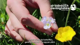 Cuckoo flower