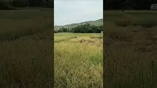 Please Support Agriculture and Farmers 🌿🌾🌿 #subscribe #viralvideo #shorts #agriculture