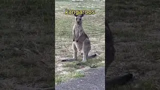 Did you know any of these FACTS about KANGAROOS/ unknowns