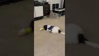 New pup gets new toys, goes crazy! #puppy  #puppyvideos  #pets #puppylife #fyp #puppy #doggielife