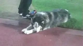 NIU Husky Diesel Orange Bowl 2013
