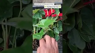 Rare imported anthurium plant online shopping #anthurium #plants #flowers #garden #plantlover