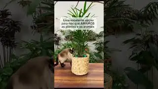 OP&Ccedil;&Atilde;O de PLANTA para QUEM tem PET