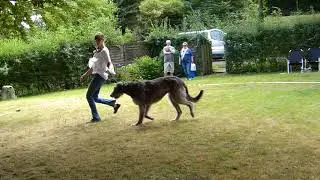 Jutta vom Alpetal Blomberg 2018 Irish Wolfhound