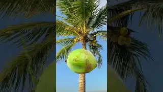 Fresh Coco Juice #shorts #memes #fun #viral #trending #viralshorts #asmr #funplay #shortsfeed