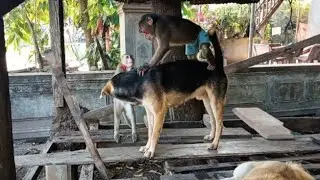 Cute Interaction Between Dogs and Monkeys #monkeylove #monkeyvideo #monkeydluffyonepiece