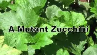This Is A Mutant Marrow