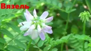 Вязель