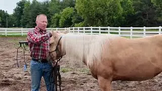 Mastering the art of horse training: Your guide to horse training sticks and techniques