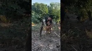 Dino 🐕 on fire 🔥 #caccia #hunter #huntingseason #hunt #cacciatore #cacciapassione