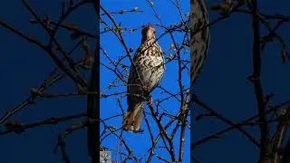 Song thrush singing call M&aring;ltrost sang Singdrossel gesang Zanglijster zang geluid #shorts #p1000