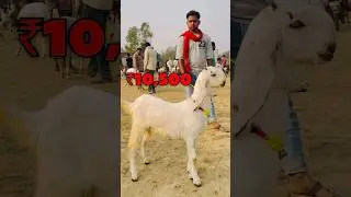 Top Quality Jamuna Pari Bakra 😍 | Raniganj Bakra Mandi UP Amethi | #bakraeid2025 #bakramandi #short