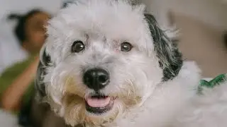 Warshak, my balong