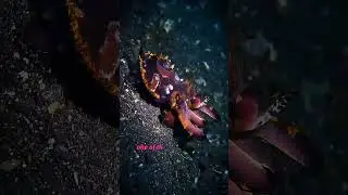 A Walking, Flashing, Venomous Sea Creature! #VenomousAnimals #OceanShorts #Cuttlefish #WeirdAnimals