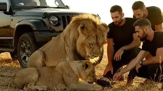 Lion Cub Trapped in a Tree for 2 Days &mdash; The Mother Lion Guarded It Until the Rescue!