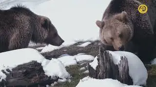 Словения &ndash; земля медведей