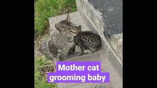 Mother cat grooming baby.  #cats #kittens #pets #grooming #catcare