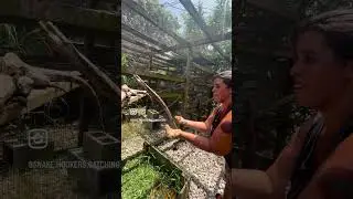 Leapin&rsquo; lizards!