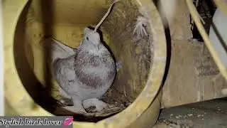 15 minutes Pahle 🥚 EGG Nikale PIGEON BABY 🐥🍼...