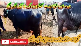 #salamyahussainع #cow #lifeisbutadream #lifeisbutadream #گجرات #pakistan 