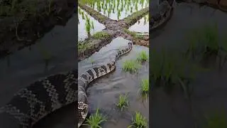 A large snake crossed the rice field area