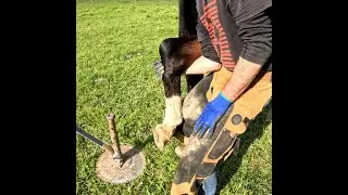How to Balance a Hind Hoof &ndash; Simple Barefoot Trimming Tip