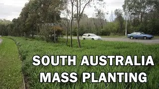 Top 10 Plants for Mass Planting in SA