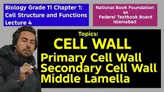 Cell Wall | Primary, Secondary Cell Wall & Middle Lamella | Class 11 Biology