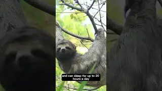 Fascinating Facts About Sloths You Never Knew.