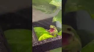 Frog and toad, (order Anura), either also called anuran or salientian,