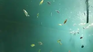 Under Water Fish Tunnel
