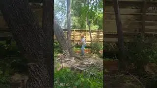 Heavy leaning red oak bore cut.