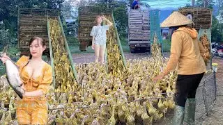Full Video: 20,000 Ducks Herded onto Trucks by Locals to Move to New Land | Huong Farm Vlog,