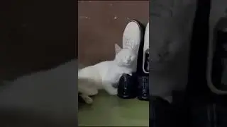 😹Cats Doing Cat Things😹 (12)