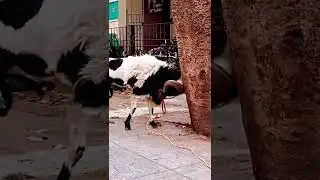 karnataka fighter sheep... not for sell