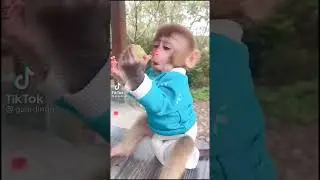 Very Adore baby monkey ❤️️&hearts;️