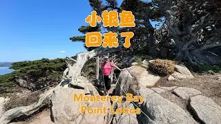 小银鱼回归了Monterey Bay & Point Lobos, CA, U.S.A.