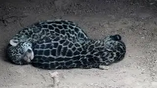 TWO NEW JAGUARS ARE BORN IN EL IMPENETRABLE NATIONAL PARK, CHACO, ARGENTINA