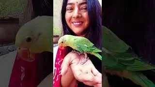 Tota main tota hu #ytshorts #shortvideo #trending #aaj hamere home pr tota aaya hai so we are happy