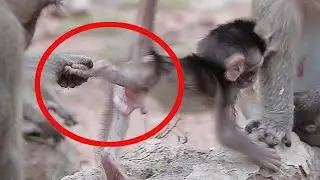 OMG! please bring newborn monkey Quinton to his mom please, baby monkey cry | Wow Daily