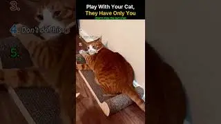 Play With Cat...They Have Only You 🥹 #play #cats #shorts