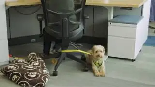 Tips for Bringing Your Dog to Work