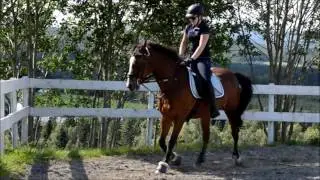 Our dressage journey (2014-2016)