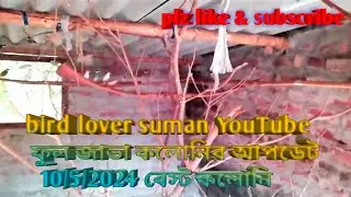 bird lover suman YouTube বেস্ট জাভা কলোনির ফুল আপডেট. 10/5/2025 pls subscribe 😍😍
