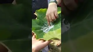 My experiment 🧪 was to check the Epidermis Waxy layer in the plant 🌿.#shorts #trending #viral