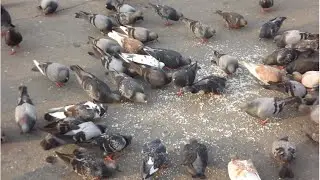 Asian Travel | Beautiful birds of Cambodia Royal Palace | Top 10s