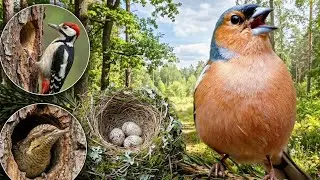 La vida de los Pájaros en el Bosque